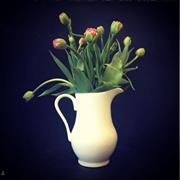 Bouquet of Tulips in a vase