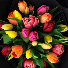 Tulips in Paper